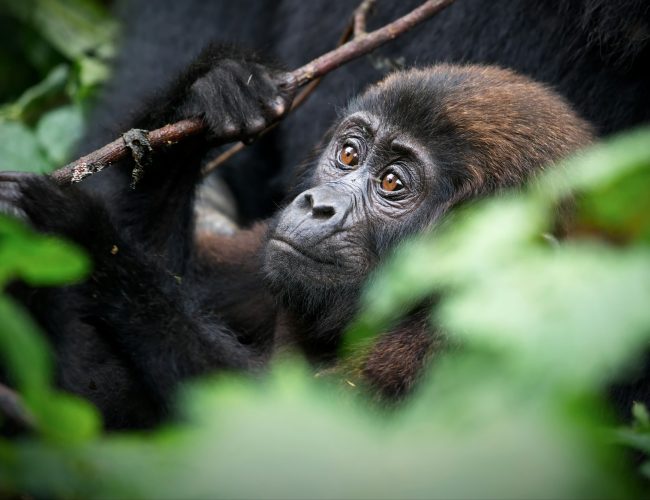 Closeup shot of a gorilla on a field in Uganda