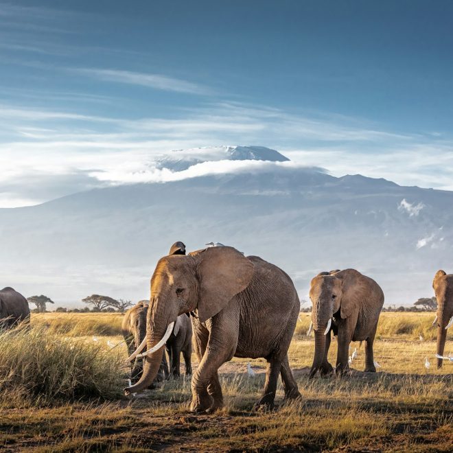 Herd of African Elephants in Front of Kilimanjaro