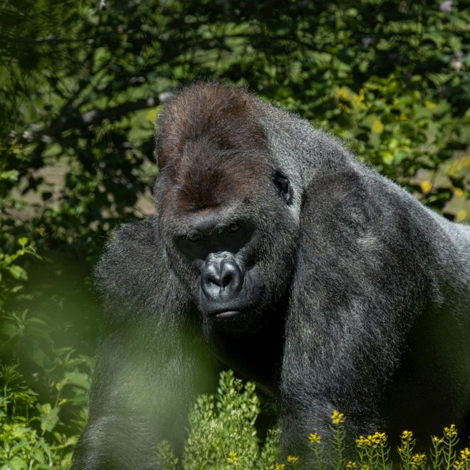 Large, mature male gorilla walking across a grassy meadow, surrounded by vibrant green vegetation