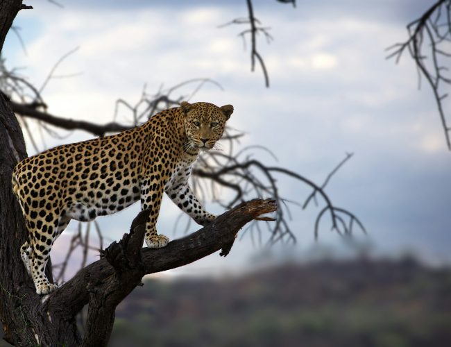 Leopard on a bare tree branch on a blue sky backgroun