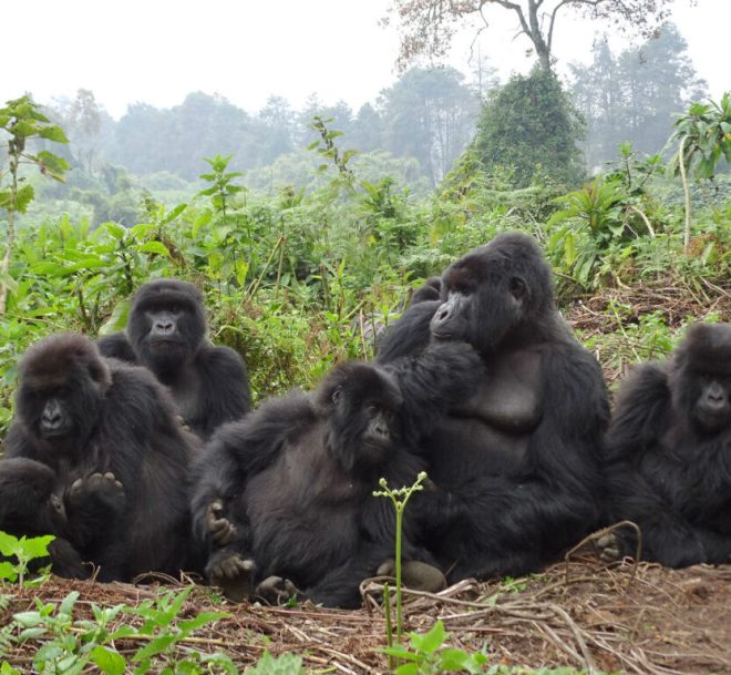 rwanda gorilla trekking